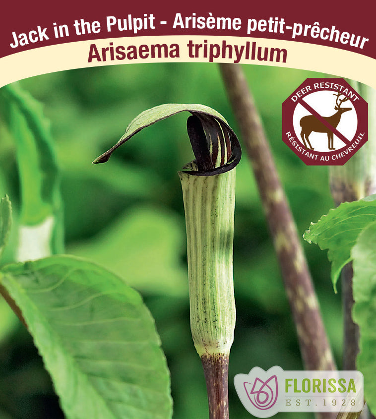 Arisaema - Triphyllum