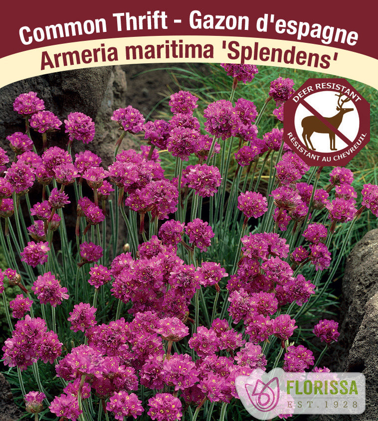 Armeria maritima - Splendens