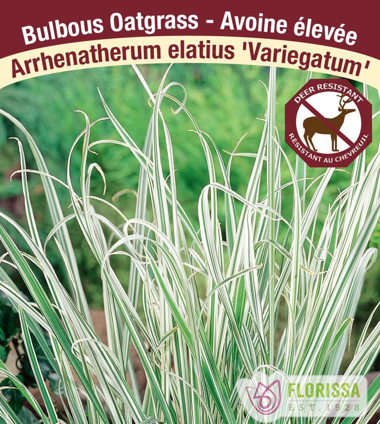 Arrhenatherum elatius - Variegatum