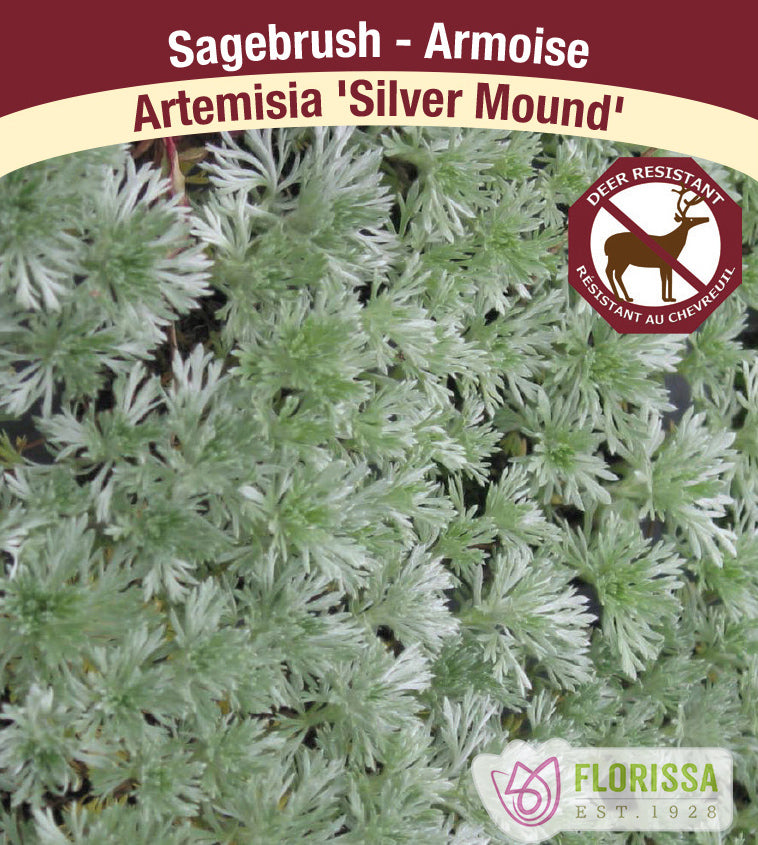 Artemisia schmidtiana - Silver Mound