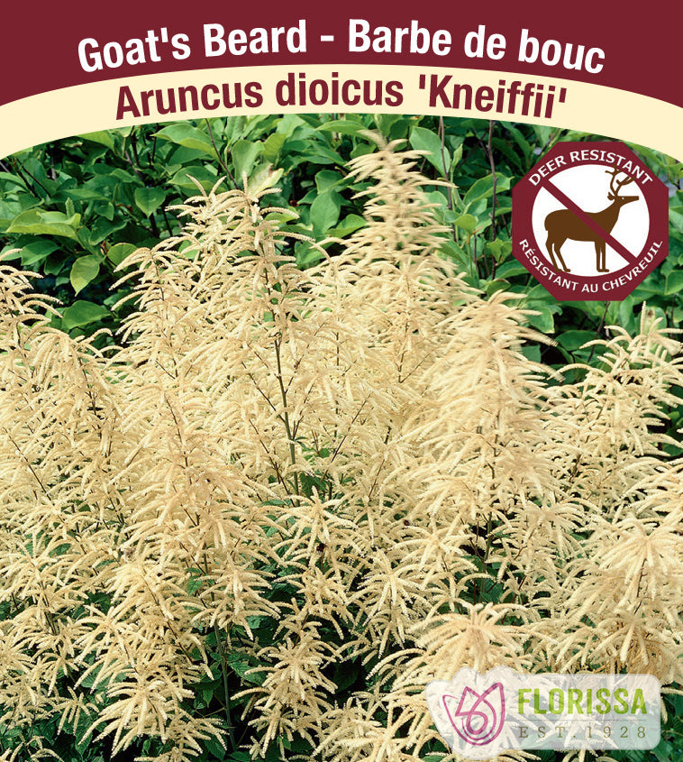 Aruncus dioicus - Kneiffii