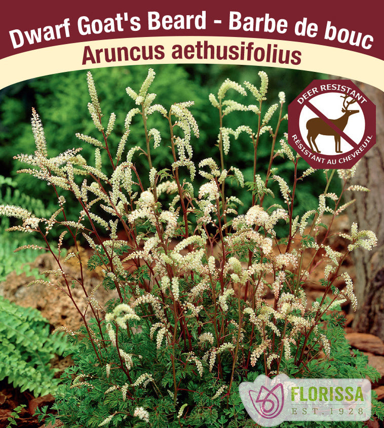 Aruncus aethusifolius