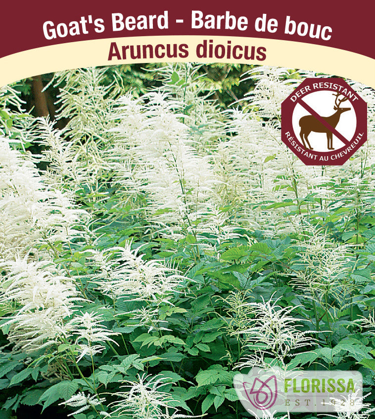 Aruncus dioicus