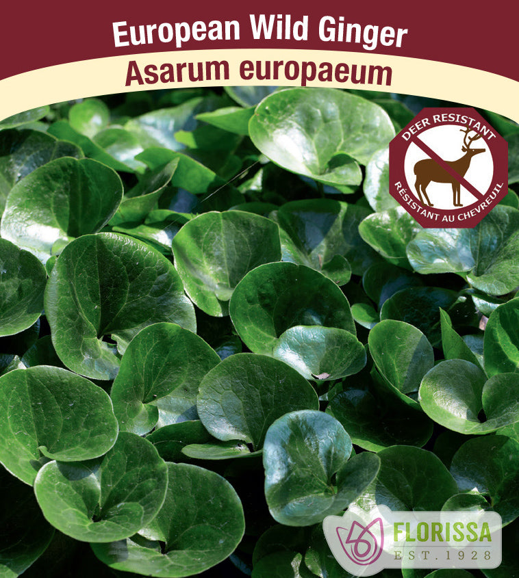 Asarum - Europaeum