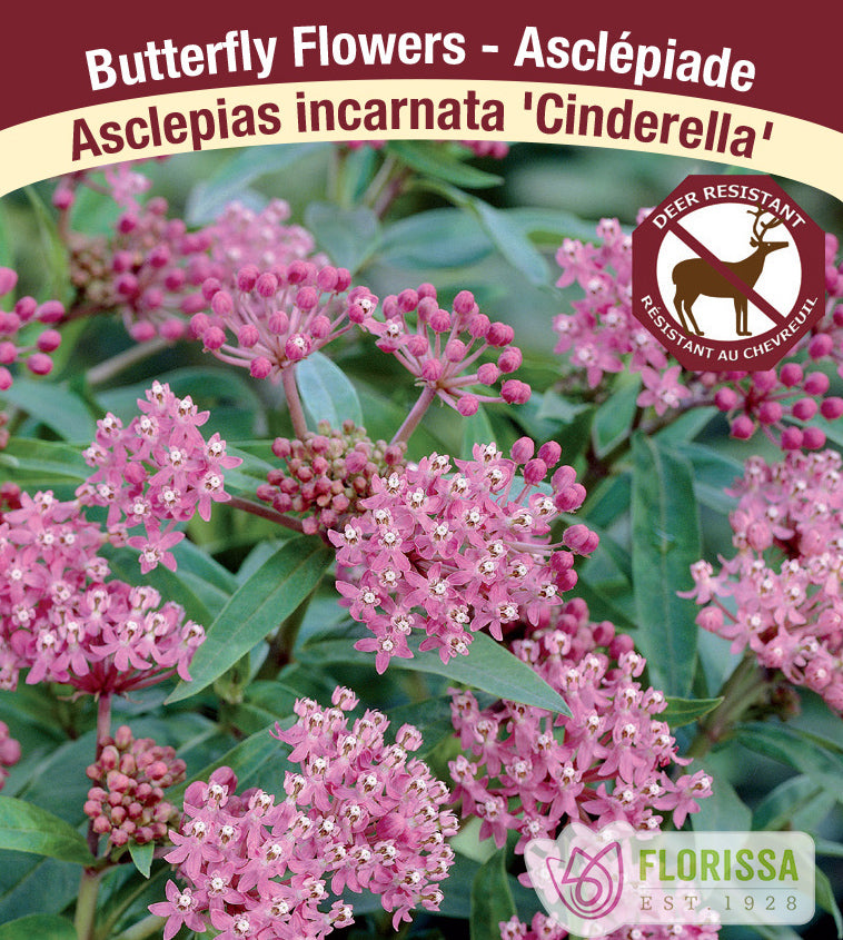 Asclepias incarnata - Cinderella