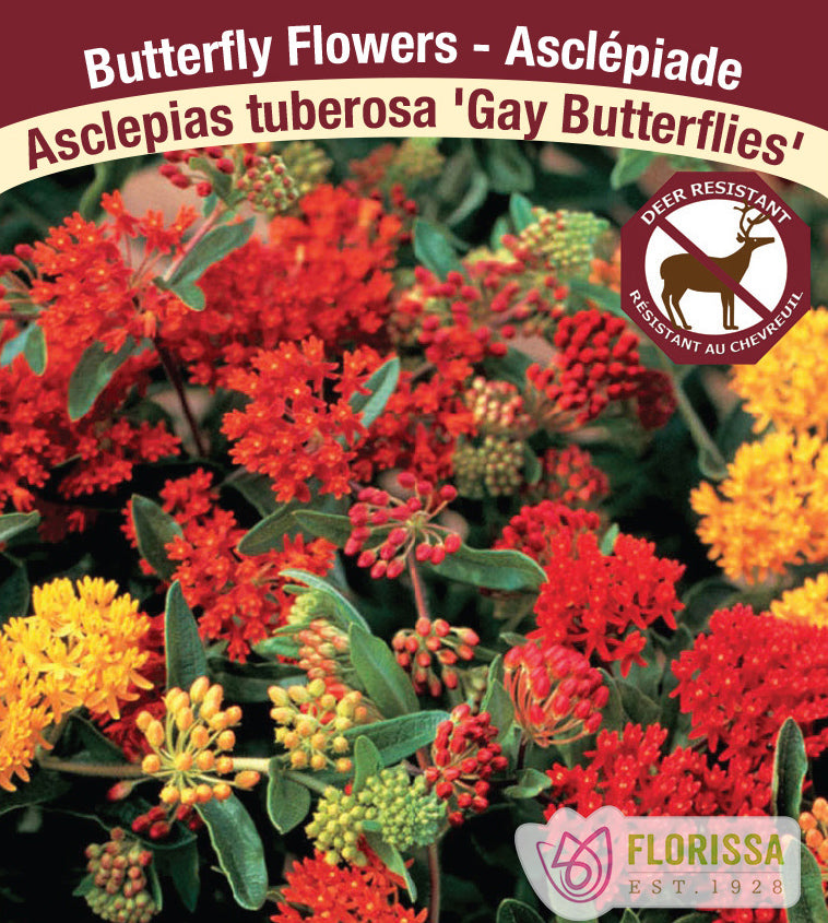 Asclepias tuberosa - Gay Butterflies