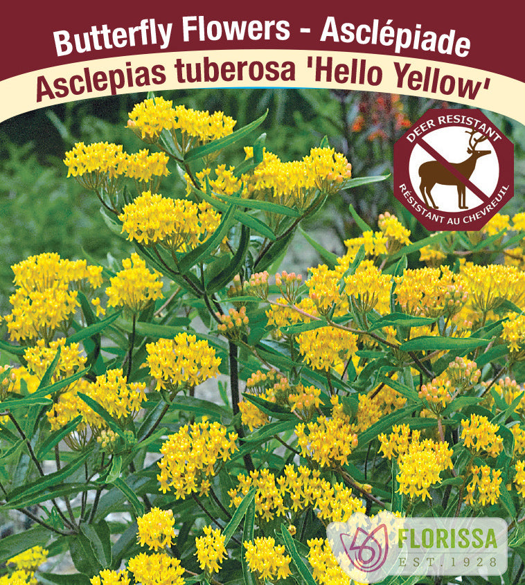 Asclepias tuberosa - Hello Yellow