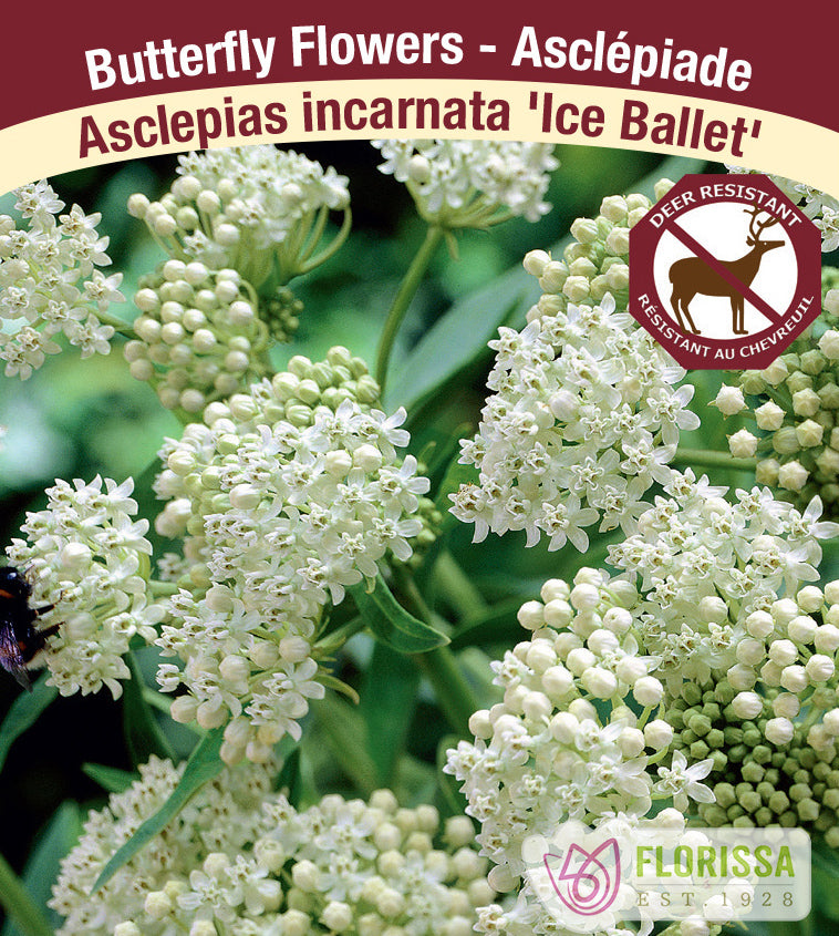 Asclepias incarnata - Ice Ballet