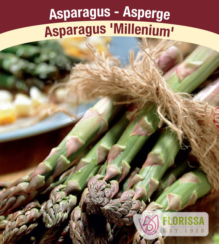 Asparagus - Millennium Bulk