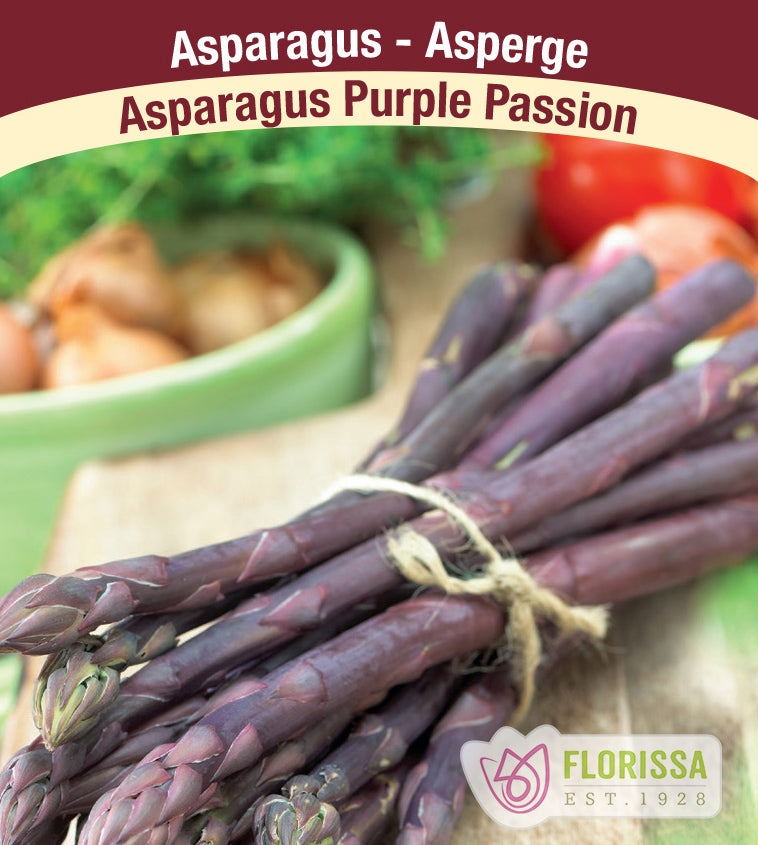 Asparagus - Purple Passion Bulk