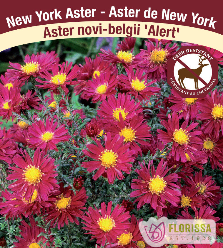 Aster - novi-belgii Alert