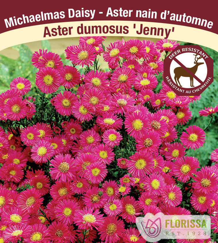 Aster - dumosus Jenny