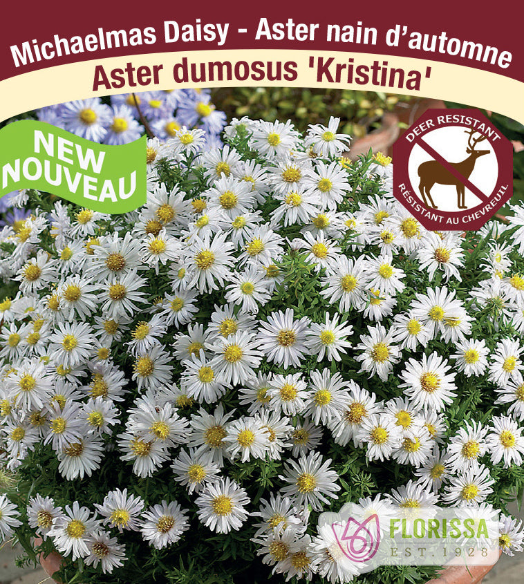 Aster - dumosus Kristina