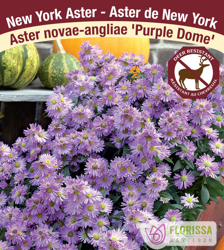 Aster - novae-angliae Purple Dome