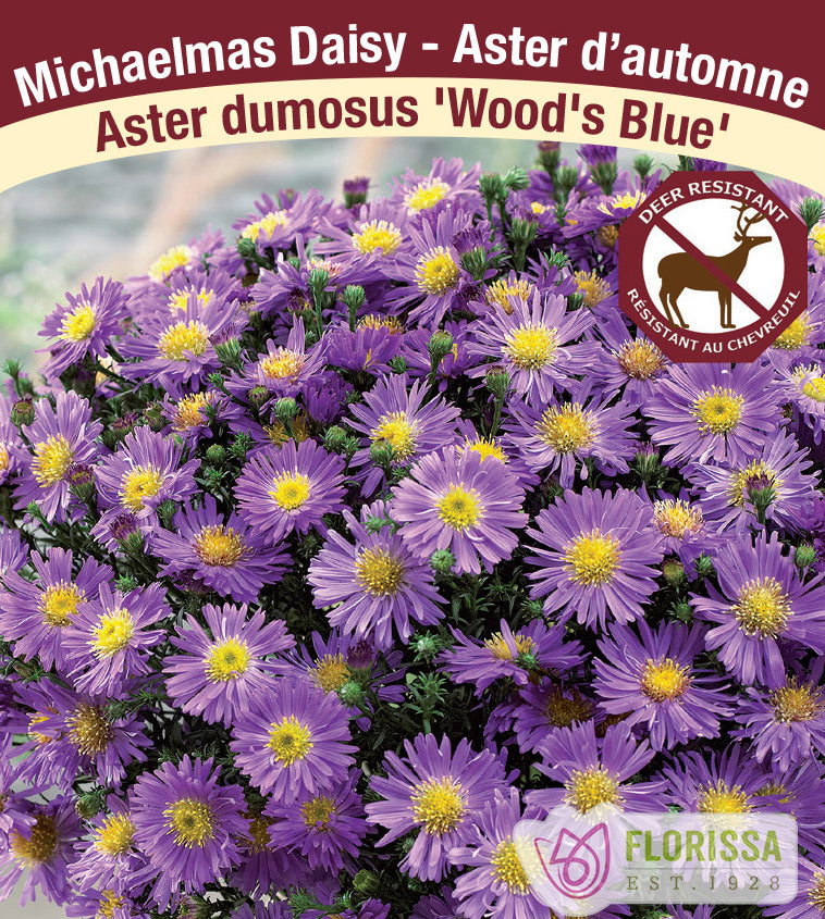 Aster - dumosus Wood's Blue