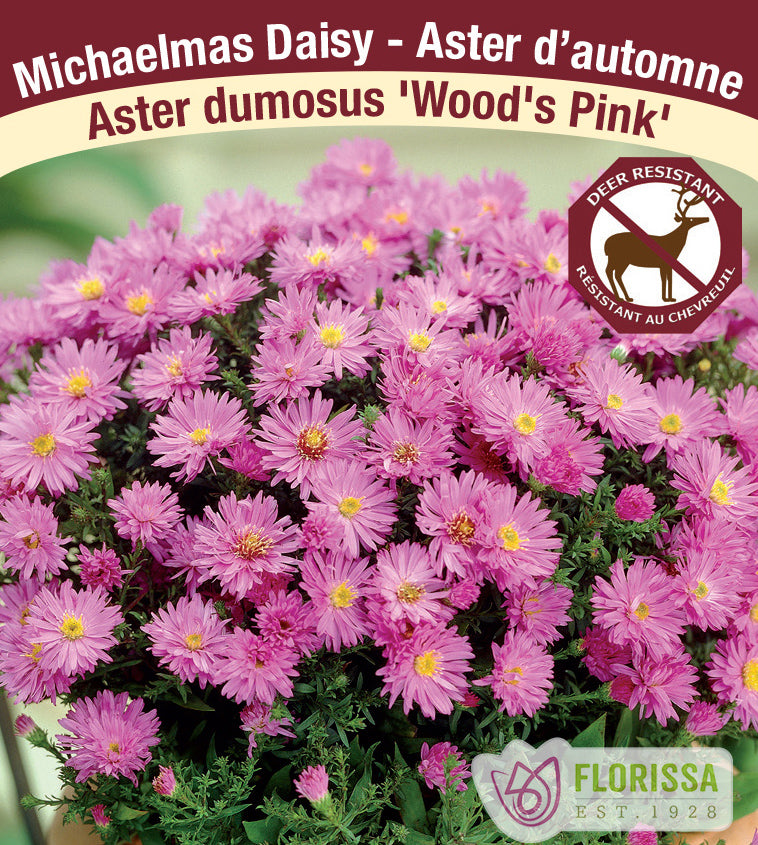 Aster - dumosus Wood's Pink