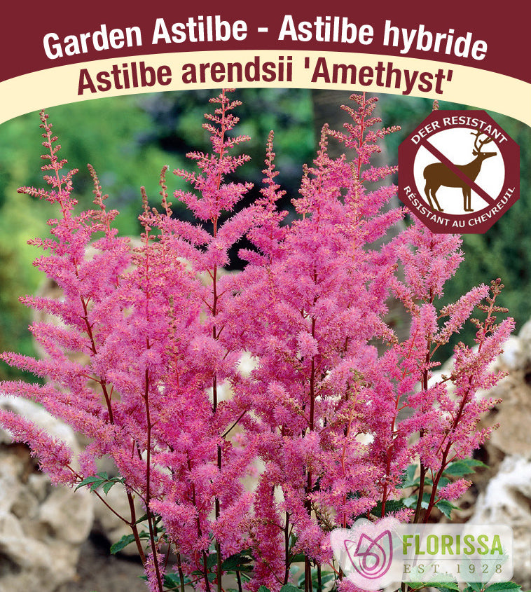 Astilbe - Arendsii 2-3 Eyes - Amethyst