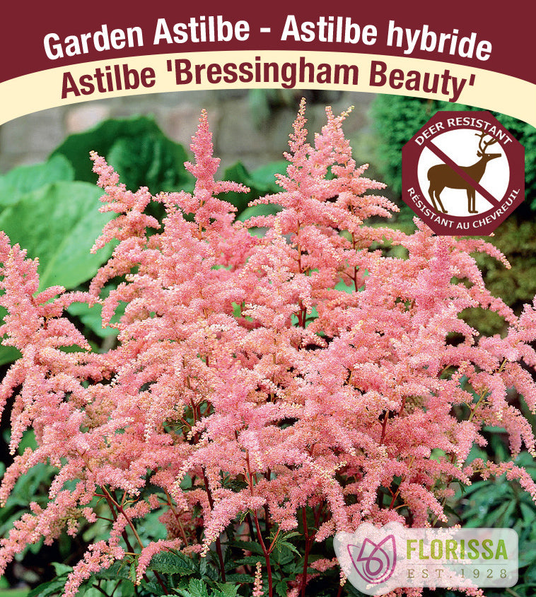 Astilbe - Arendsii 2-3 Eyes - Bressingham Beauty