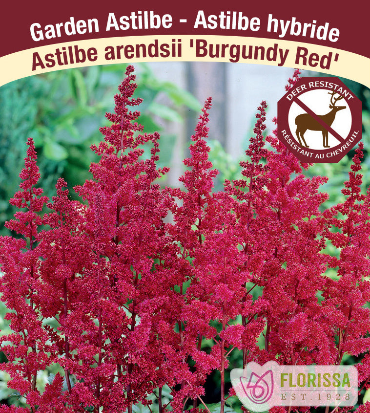 Astilbe - Arendsii 2-3 Eyes - Burgundy Red