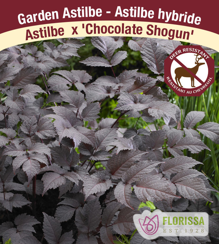 Astilbe - Arendsii 2-3 Eyes - Chocolate Shogun