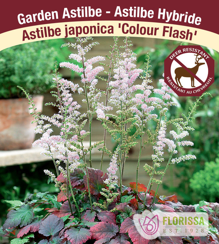 Astilbe - Japonica 2-3 Eyes - Colour Flash