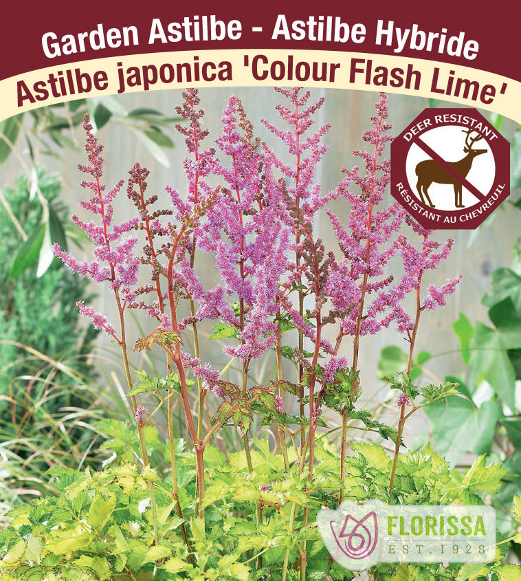 Astilbe - Japonica 2-3 Eyes - Colour Flash Lime