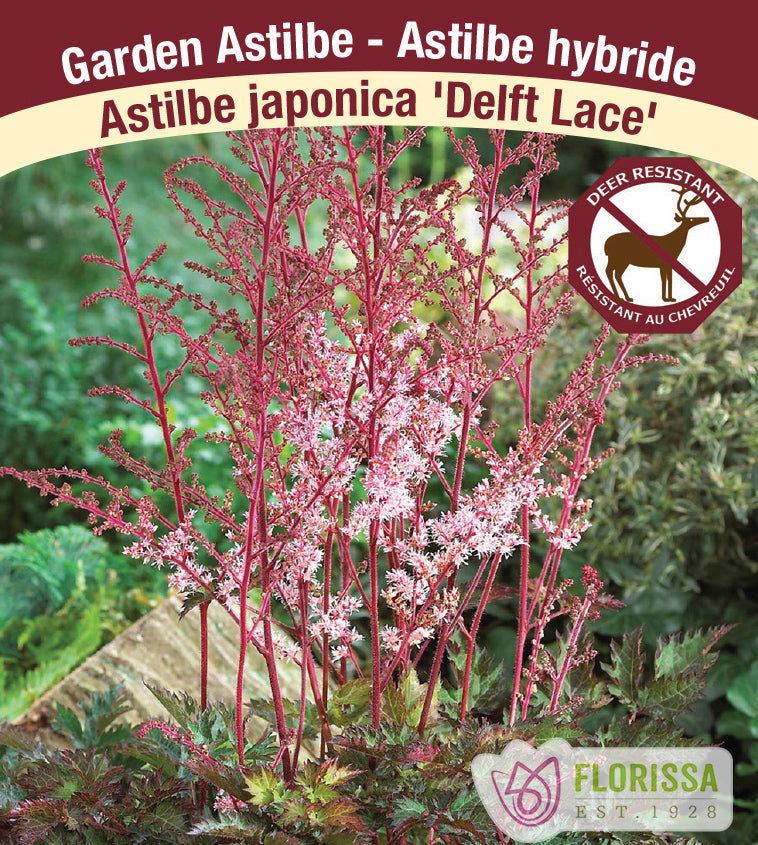Astilbe - Japonica 2-3 Eyes - Delft Lace