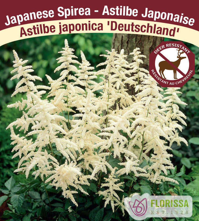Astilbe - Japonica 2-3 Eyes - Deutschland