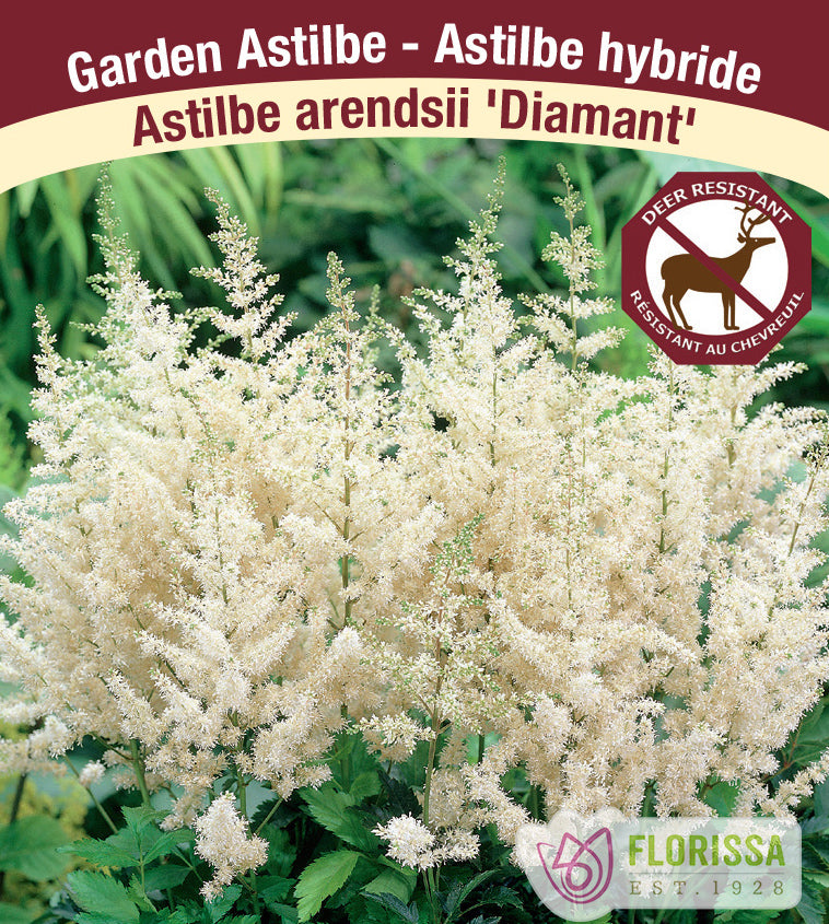 Astilbe - Arendsii 2-3 Eyes - Diamant