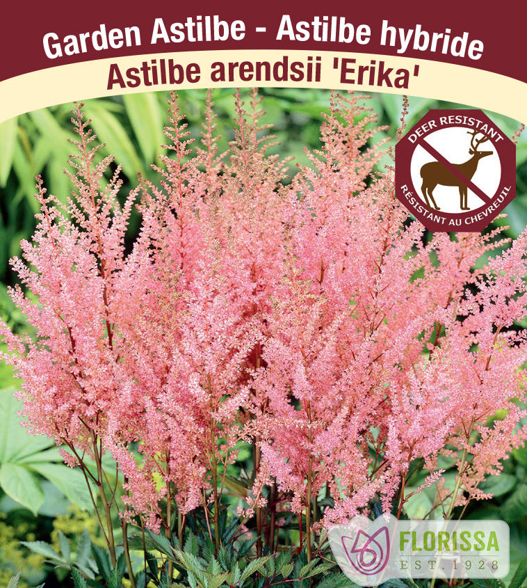 Astilbe - Arendsii 4-5 Eyes - Erika