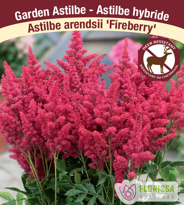 Astilbe - Hybrid Short 'N Sweet 2-3 Eyes - Fireberry