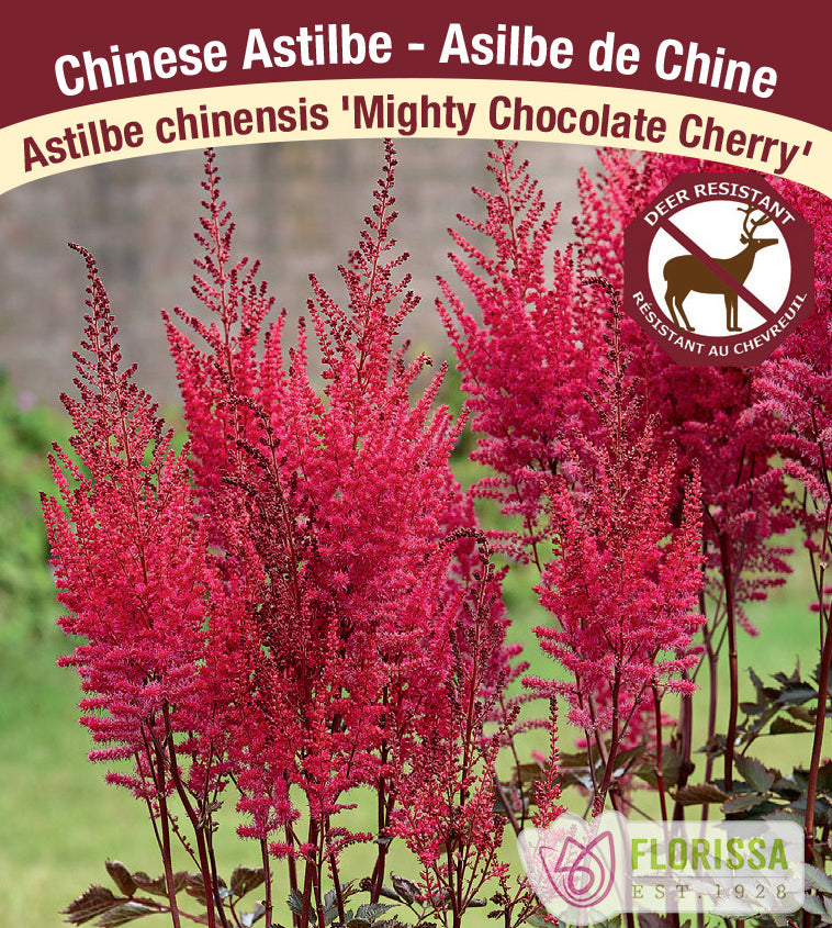 Astilbe - Chinensis 2-3 Eyes -  Mighty Chocolate Cherry