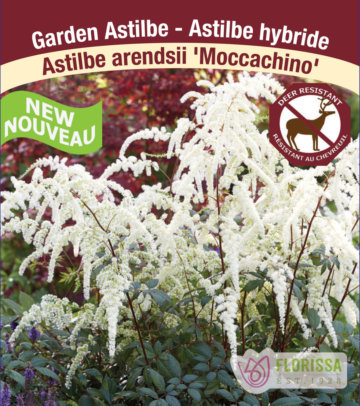 Astilbe - Arendsii 2-3 Eyes - Moccachino