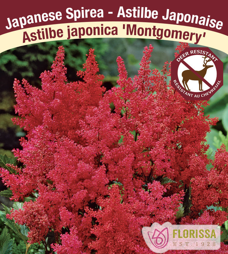 Astilbe - Japonica 2-3 Eyes - Montgomery