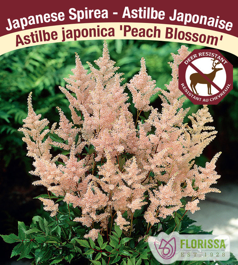 Astilbe - Japonica 2-3 Eyes - Peach Blossom