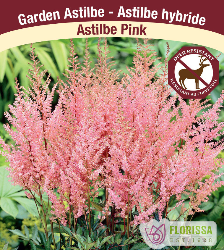 Astilbe - Pink, 2-3 Eyes