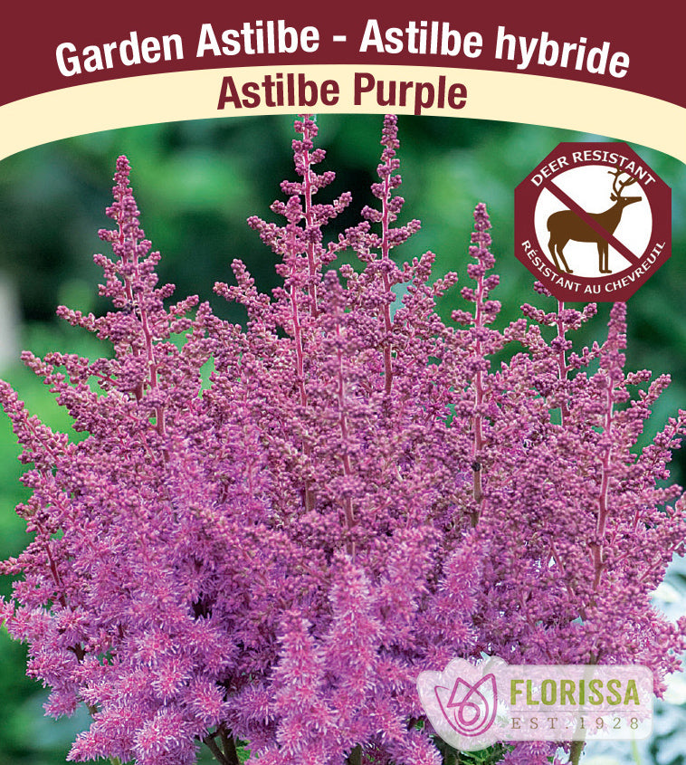 Astilbe - Purple, 2-3 Eyes