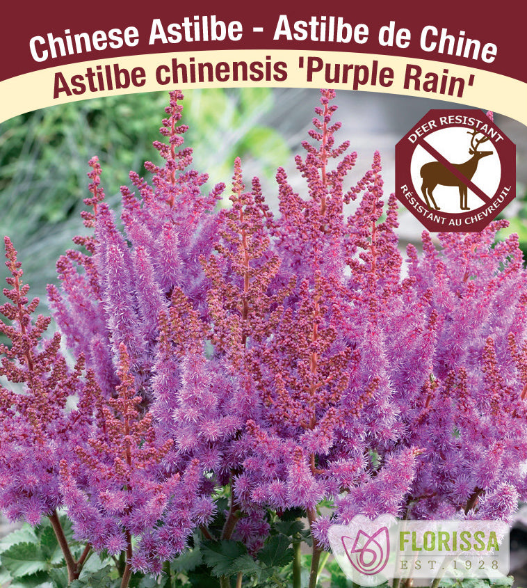 Astilbe - Chinensis 2-3 Eyes - Purple Rain