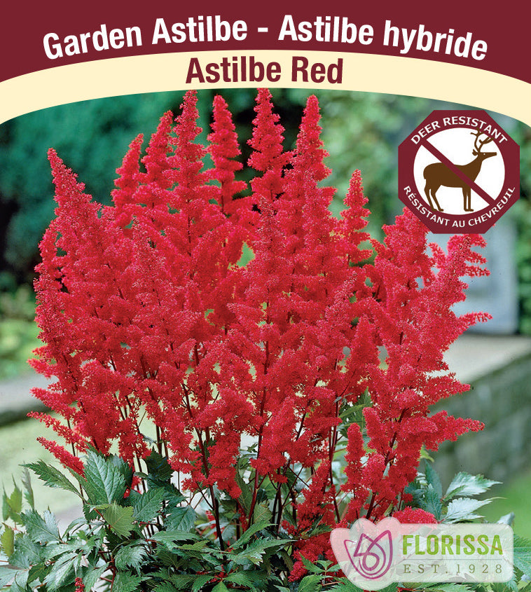 Astilbe - Red, 2-3 Eyes