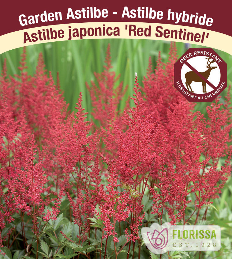 Astilbe - Japonica 2-3 Eyes - Red Sentinel