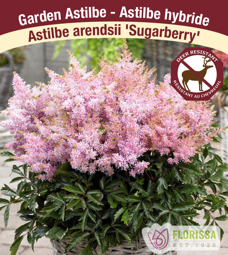 Astilbe - Hybrid Short 'N Sweet 2-3 Eyes - Sugarberry