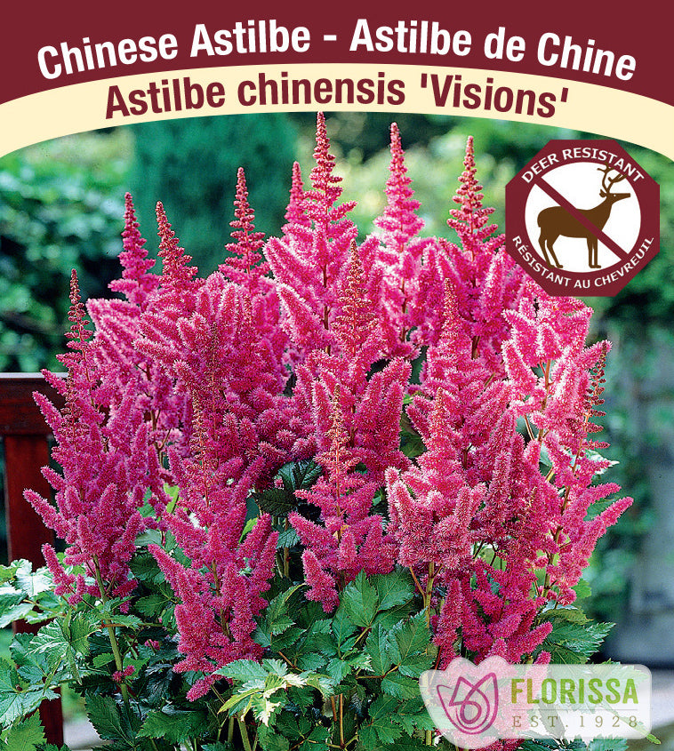 Astilbe - Vision Series 2-3 Eyes - Visions