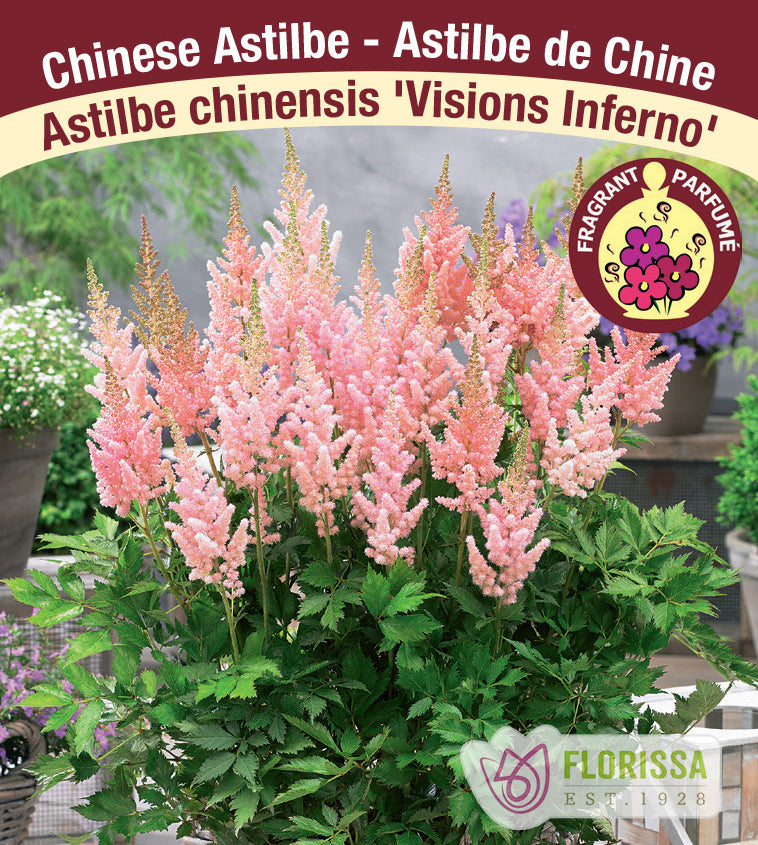 Astilbe - Vision Series 2-3 Eyes - Visions Inferno