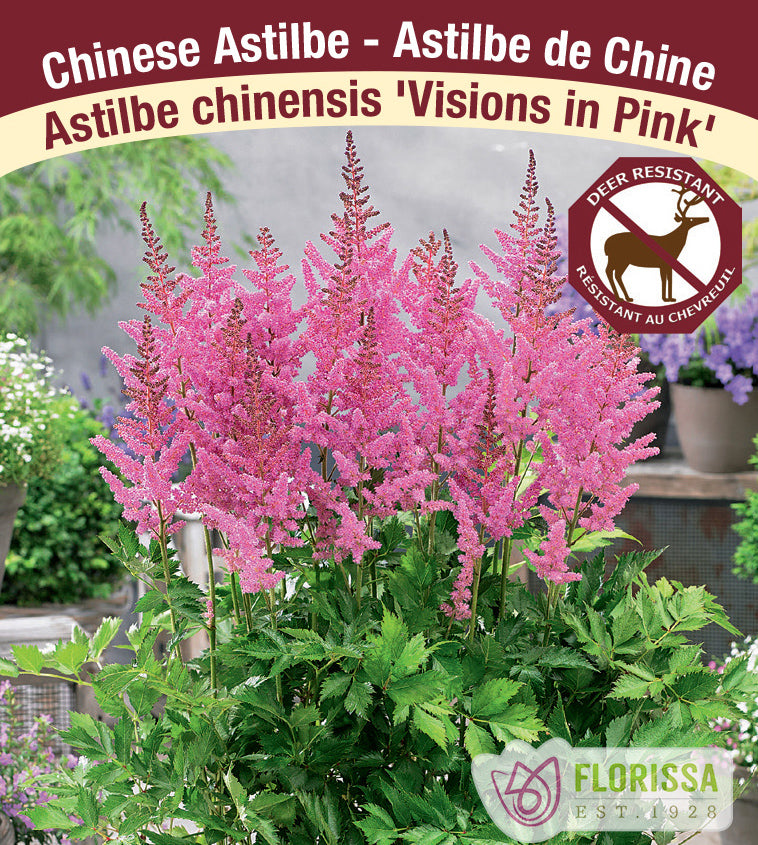 Astilbe - Vision Series 2-3 Eyes - Vision in Pink