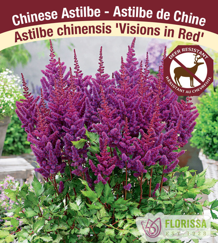 Astilbe - Vision Series 2-3 Eyes - Vision in Red