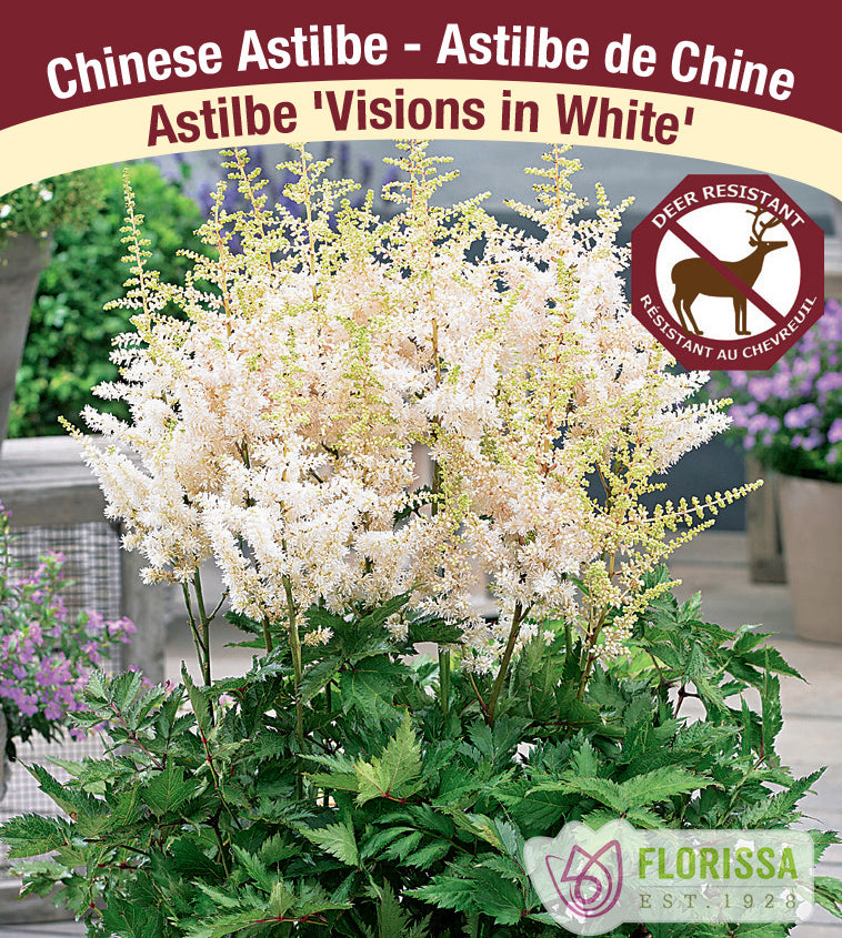 Astilbe - Vision Series 2-3 Eyes - Vision in White