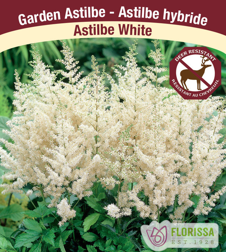 Astilbe - White, 2-3 Eyes