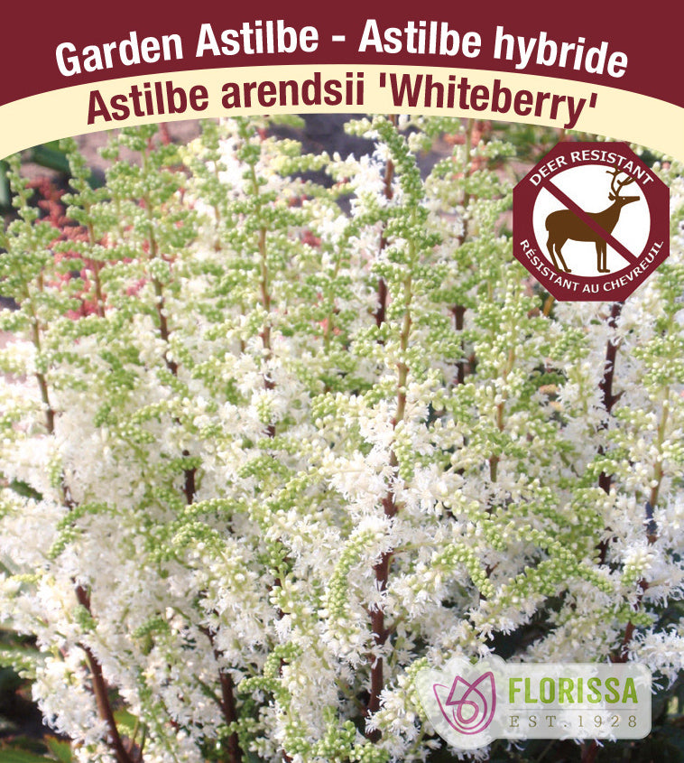 Astilbe - Hybrid Short 'N Sweet 2-3 Eyes - Whiteberry
