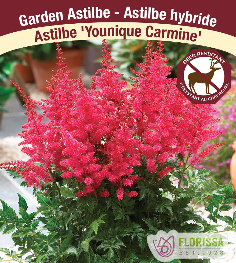 Astilbe - Hybrid 2-3 Eyes - Younique Carmine