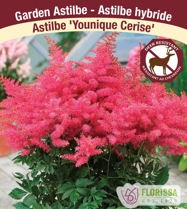 Astilbe - Hybrid 2-3 Eyes - Younique Cerise
